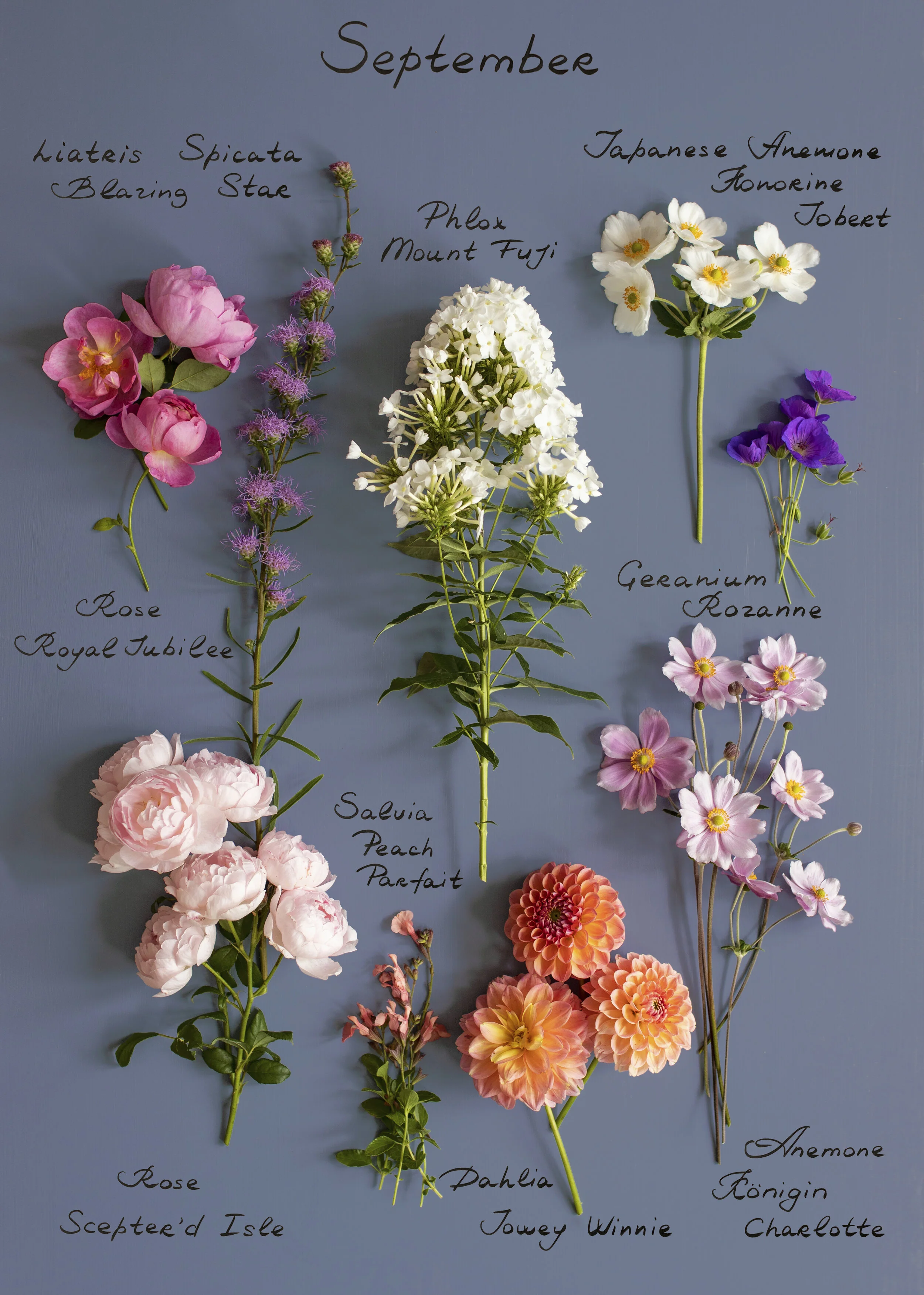 Flowers in september deals